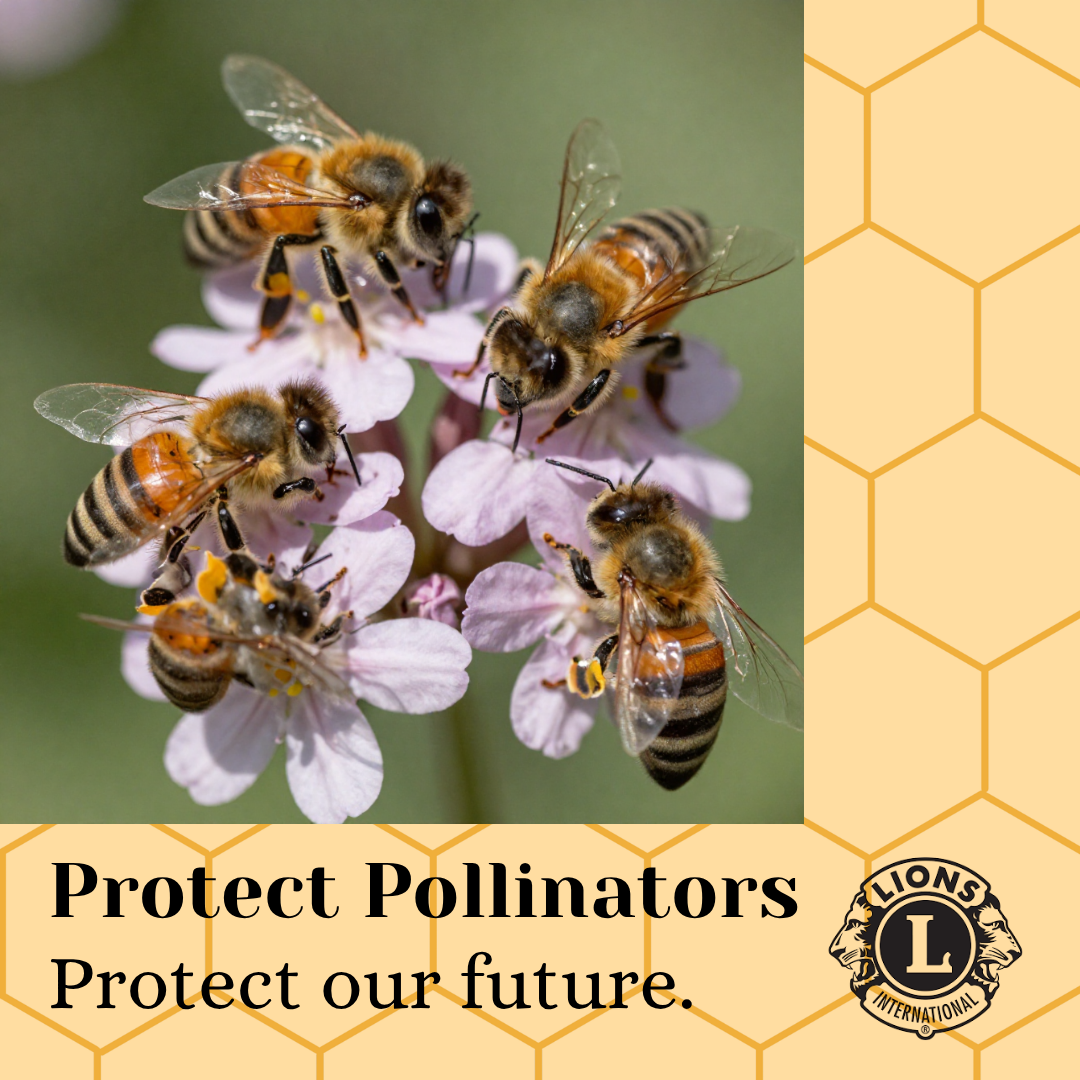 Document Thumbnail Image